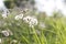 Plants dandelions flower