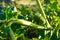 Plants of Datura. Showing green leaves and fruits, with fatal toxicity, that are poisonous ornamental plants