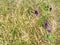 Plants detail in alfalfa field. Flower  alfalfa field