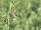 Plants detail in alfalfa field. Flower  alfalfa field