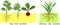 Plants with different types of root systems: tap and fibrous root systems