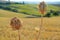 Plants dried in the sun due to drought in Southern Italy