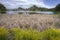 Plants and dry grass by the lake.