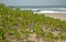 Plants on a dune