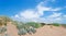 Plants on the dune