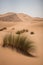 Plants in the dunes of the Moroccan Sahara desert
