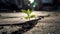 plants emerging through asphalt, symbol of hope and success