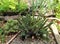 Plants that enchant the garden. Cactus anda succulents