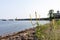 Plants and Flowers along New Haven Harbor at Long Wharf Park in New Haven Connecticut