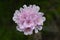 Plants and flowers of the Costa Vicentina Natural Park, Southwestern Portugal