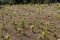 Plants and flowers Mullein (Verbascum)