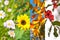 Plants and flowers in spring, summer, autumn, winter, photo collage, four seasons concept