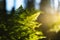 Plants in the forest as a background. Forest landscape in detail. Sunlight through plants. Plants after rain. Beautiful green colo