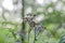 Plants on forest floor in british woodland