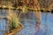 Plants at frozen natural swimming pool filtering water without chemicals, winter day