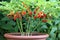 Plants and fruit chilli peppers in a flower pot