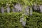 Plants in Garden, Cathedral Church, Chester