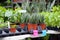 Plants in garden center. Sale of varietal seedlings of herbs, flowers and plants in pots. Sansevieria trifasciata of family