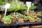 Plants in garden center. Sale of varietal seedlings of herbs, flowers and plants in pots. Variety of succulents