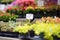 Plants in garden center. Sale of varietal seedlings of herbs, flowers and plants in pots. Variety of succulents