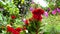 plants in the garden, red flowers bloom in the garden, green space