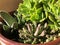 Plants and gardens : Succulents in a flower pot