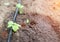 Plants get water using modern irrigation system drip irrigation, watering cucumber plants, industry, farming