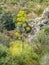 Plants. Giant Fennell. Ferula communis L.