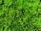 Plants or grass surface background