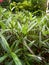 Plants in the green garden