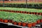 Plants in green house