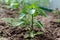 Plants grow in a greenhouse. Tomatoes, cucumbers and peppers.