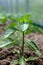 Plants grow in a greenhouse. Tomatoes, cucumbers and peppers.