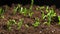 Plants grow in spring timelapse, sprouts germination