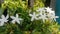 The plants that grow are very beautiful with white flowers and very lush leaves