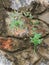 Plants growing on the foundation stone