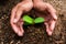 Plants growing in germination sequence on fertile soil with natural green background.