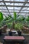 Plants growing in a greenhouse agriculture image stock