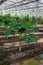 Plants growing in a greenhouse agriculture image stock