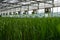 Plants growing in a greenhouse agriculture image stock