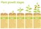 Plants growing infographic. Plants growing process.
