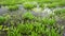 Plants growing in Louisiana Marsh