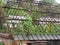 Plants growing in an old greenhouse without glass windows in abandoned nursery