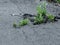 Plants growing through pavement