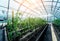 Plants growing in a plant greenhouse. Agriculture