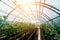 Plants growing in a plant greenhouse. Agriculture