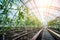 Plants growing in a plant greenhouse. Agriculture