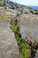 Plants growing in rock fissure