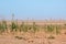 Plants growing in sahara desert