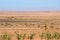 Plants growing in sahara desert